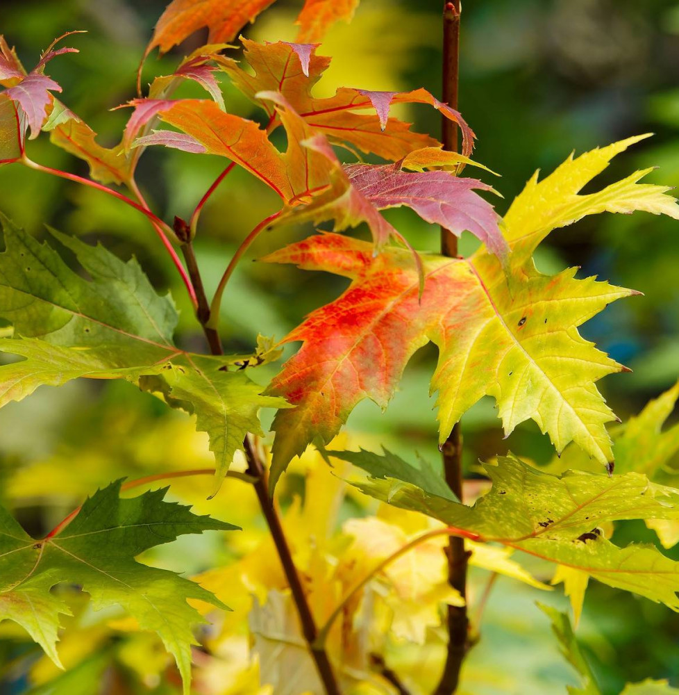 Acer saccharinum ' Wieri' / Érable argenté 'Wieri'