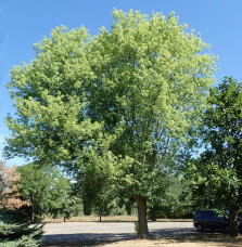 ACER saccharinum ‘Pyramidale’ / Érable argenté 'Pyramidale'