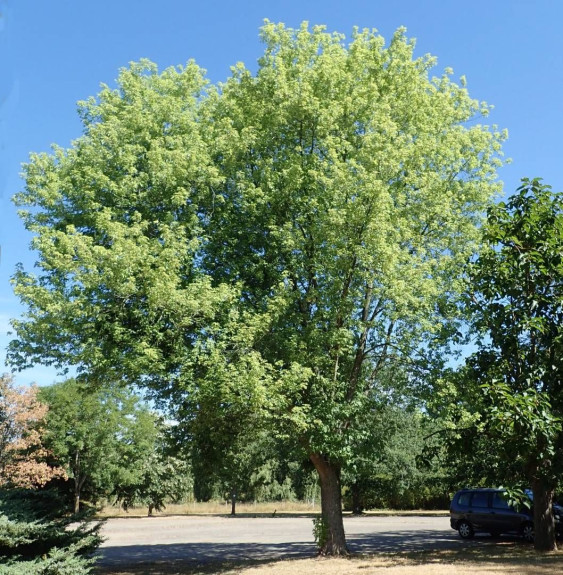 Pépinières Français PF_ACER-sacch8 ACER saccharinum ‘Pyramidale’ / Érable argenté 'Pyramidale'