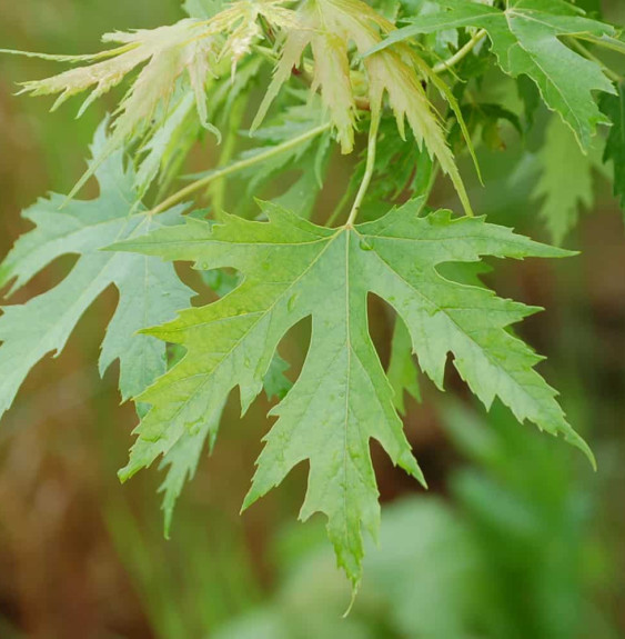 Pépinières Français PF_ACER-sacch8 ACER saccharinum ‘Pyramidale’ / Érable argenté 'Pyramidale'