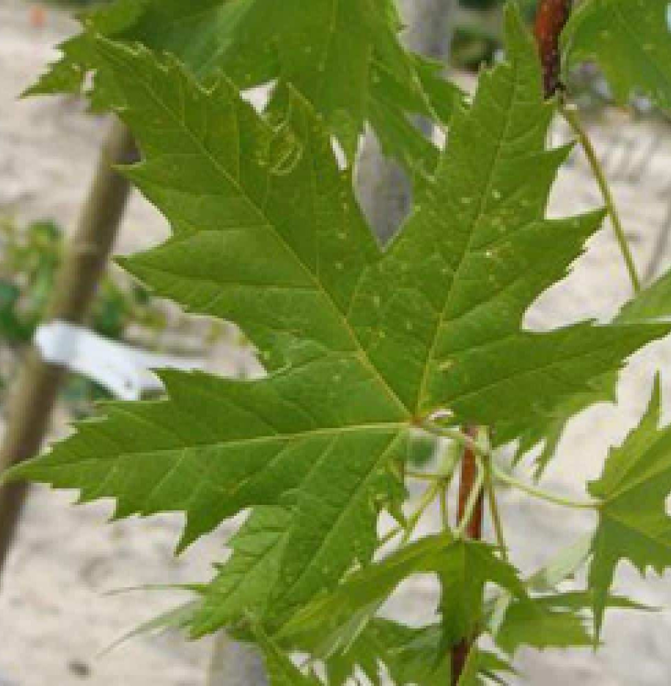 ACER saccharinum ‘Pyramidale’ / Érable argenté 'Pyramidale'