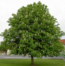 AESCULUS hippocastanum / Marronnier Blanc