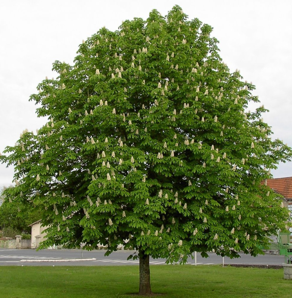 AESCULUS hippocastanum / Marronnier Blanc