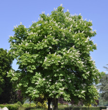 AESCULUS hippocastanum / Marronnier Blanc