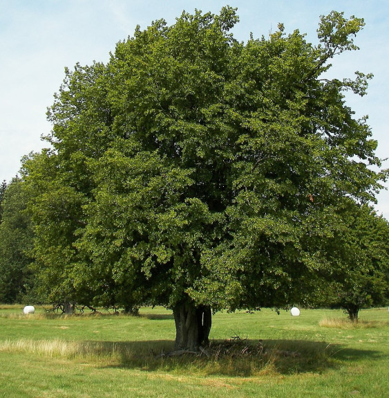 Pépinières Français PF_CARPINUS-b75 CARPINUS betulus (REPIQUEE)     / Charmille