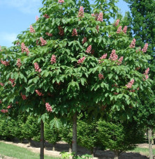 Pépinières Français PF_AESCULUS-x AESCULUS x carnea / Marronnier rouge