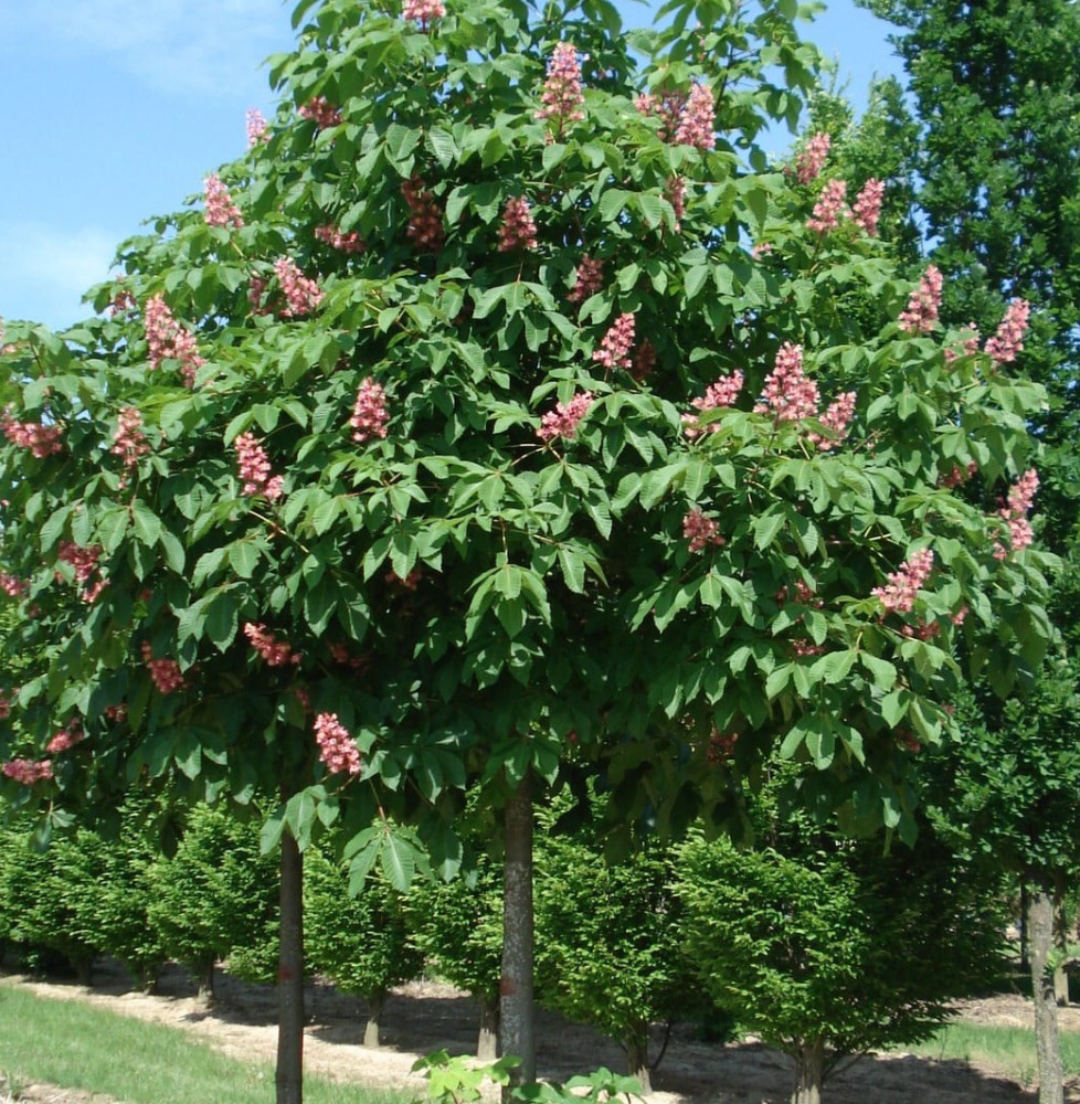 Pépinières Français PF_AESCULUS-x AESCULUS x carnea / Marronnier rouge