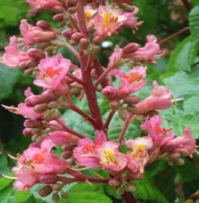 Pépinières Français PF_AESCULUS-x AESCULUS x carnea / Marronnier rouge