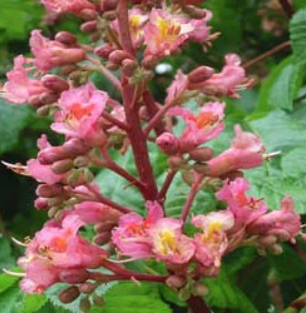 Pépinières Français PF_AESCULUS-x AESCULUS x carnea / Marronnier rouge