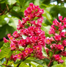 Pépinières Français PF_AESCULUS-x AESCULUS x carnea / Marronnier rouge