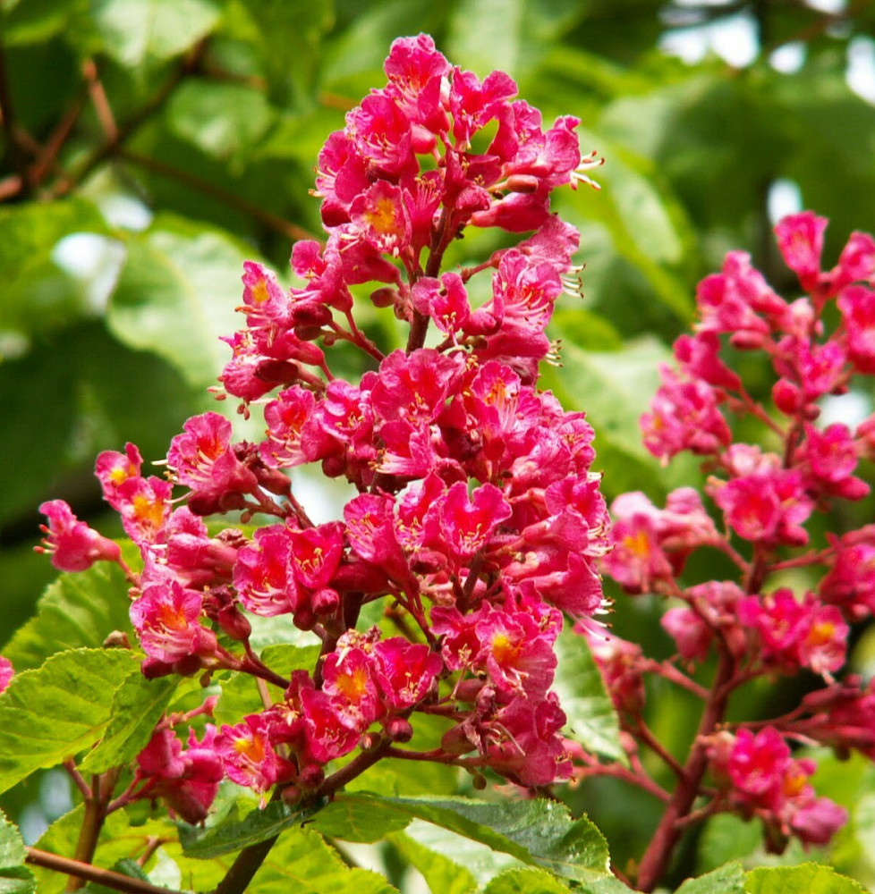 Pépinières Français PF_AESCULUS-x AESCULUS x carnea / Marronnier rouge