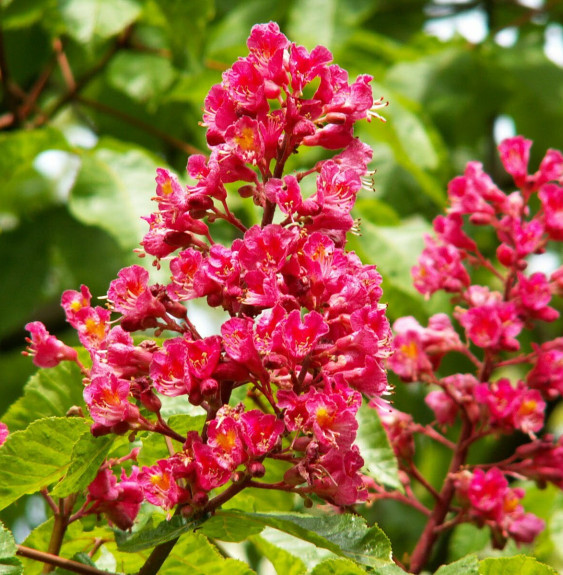 Pépinières Français PF_AESCULUS-x AESCULUS x carnea / Marronnier rouge