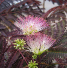 Albizia julibrissin 'Summer Chocolate' / Arbre de soie 'Summer Chocolate'