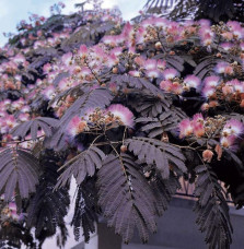 Albizia julibrissin 'Summer Chocolate' / Arbre de soie 'Summer Chocolate'