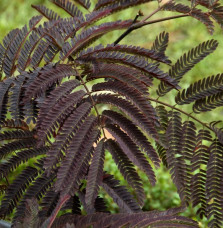 Albizia julibrissin 'Summer Chocolate' / Arbre de soie 'Summer Chocolate'