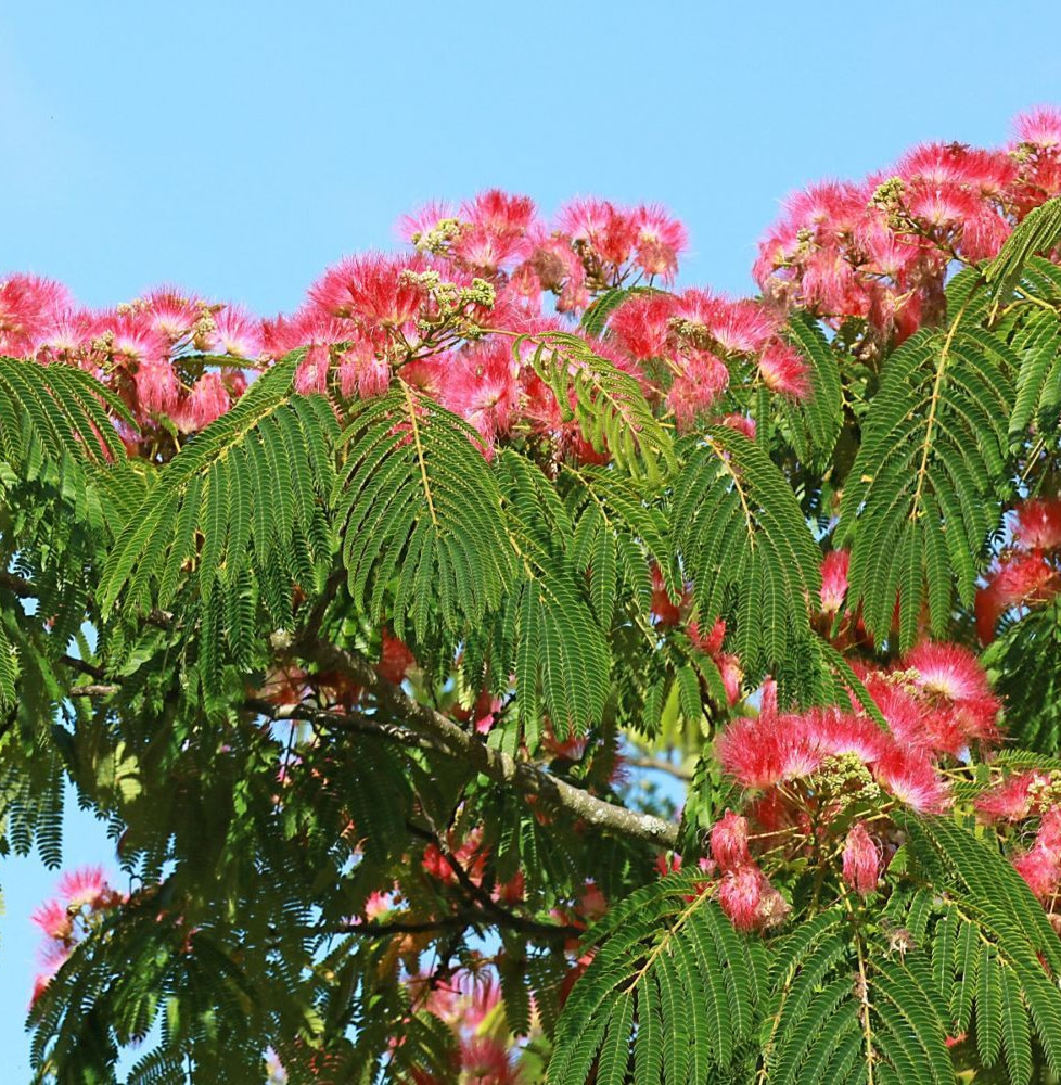 ALBIZIA julibrissin ‘Ombrella’  / Arbre de soie 'Ombrella'