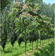 ALBIZIA julibrissin ‘Ombrella’  / Arbre de soie 'Ombrella'