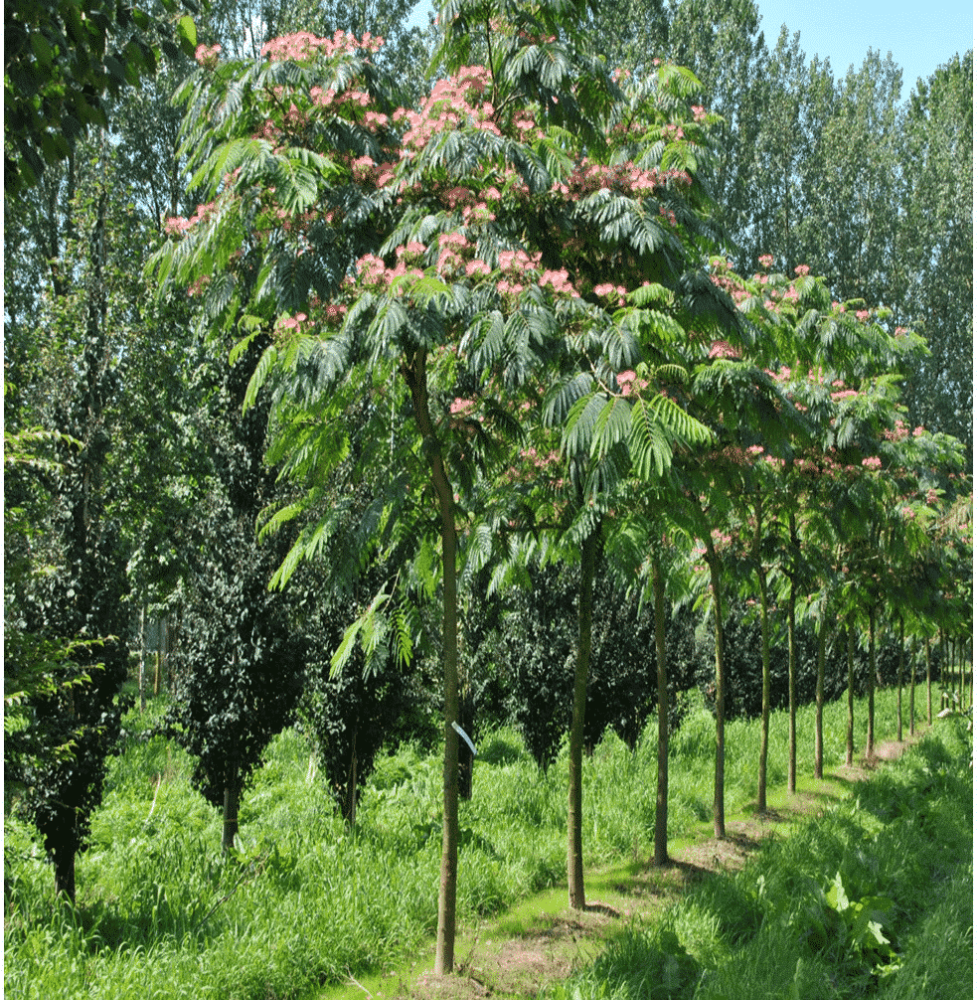 ALBIZIA julibrissin ‘Ombrella’  / Arbre de soie 'Ombrella'