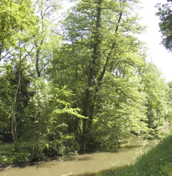 ALNUS glutinosa / Aulne glutineux