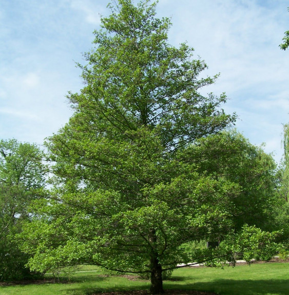 ALNUS glutinosa / Aulne glutineux