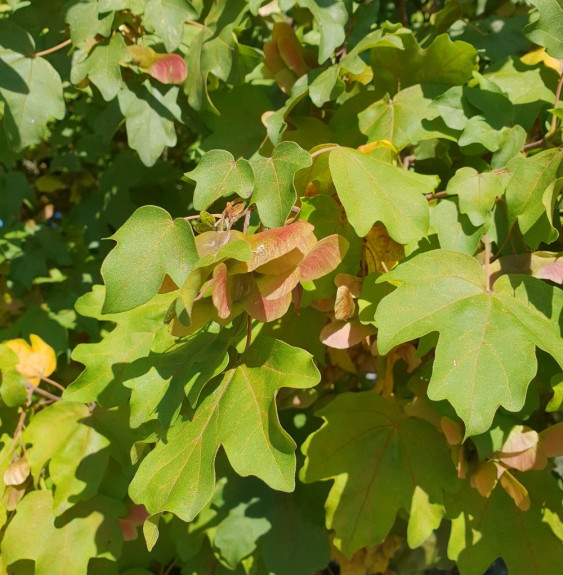 ACER campestris / Érable champêtre