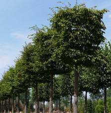 CARPINUS betulus (REPIQUEE)         / Charmille