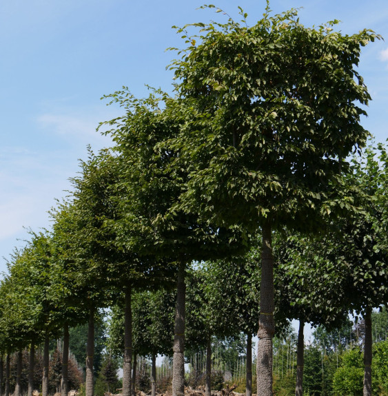 Pépinières Français PF_CARPINUS-b75 CARPINUS betulus (REPIQUEE)     / Charmille