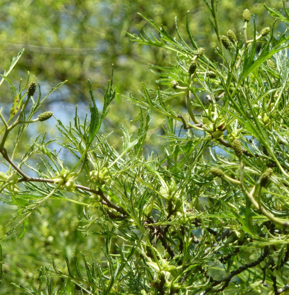 ALNUS glutinosa ‘Impérialis’ / Aulne glutineux 'Imperialis'