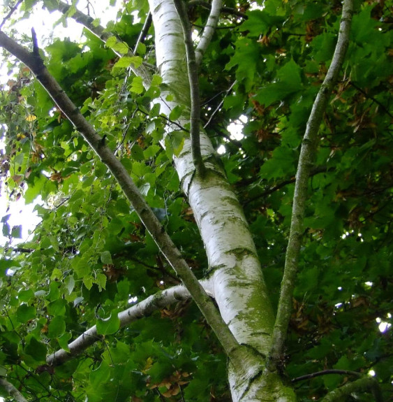 BETULA pendula / Bouleau commun