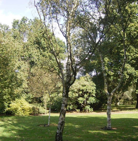 BETULA pendula ‘Fastigiata’ / Bouleau fastigié