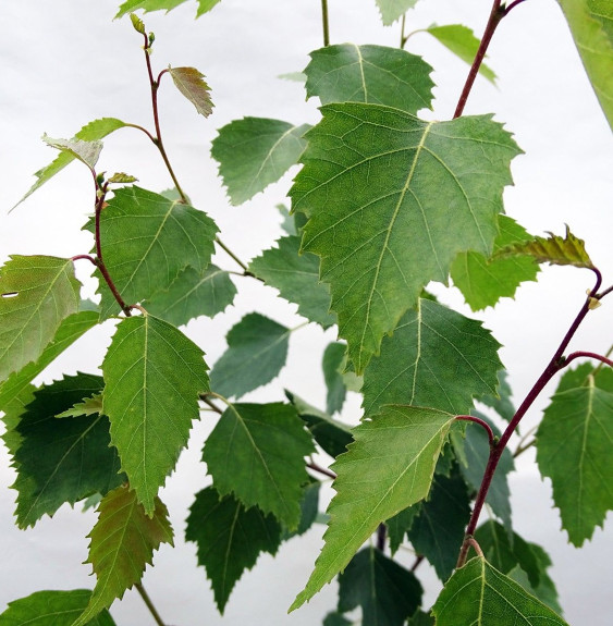 BETULA pendula ‘Fastigiata’ / Bouleau fastigié