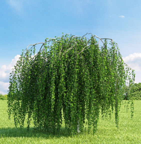 BETULA pendula  ‘Youngii’  / Bouleau pleureur