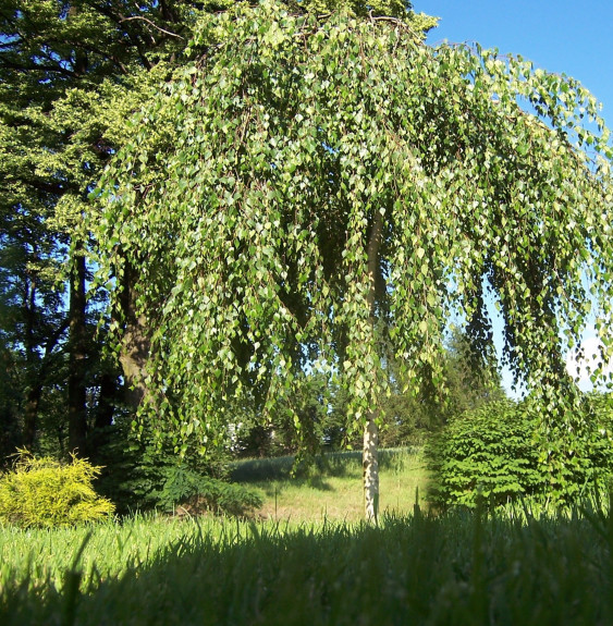 BETULA pendula  ‘Youngii’  / Bouleau pleureur