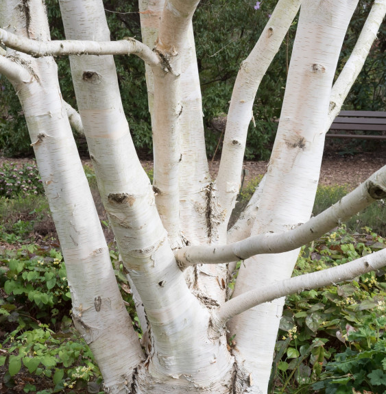 Pépinières Français PF_BETULA-uti BETULA utilis ‘Doorenbos’ / Bouleau de l'Himalaya