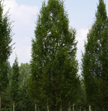 CARPINUS betulus ‘Fastigiata’ / Charme commun Fastigié