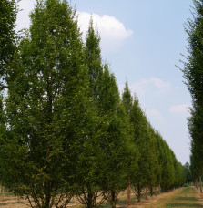 CARPINUS betulus ‘Fastigiata’ / Charme commun Fastigié