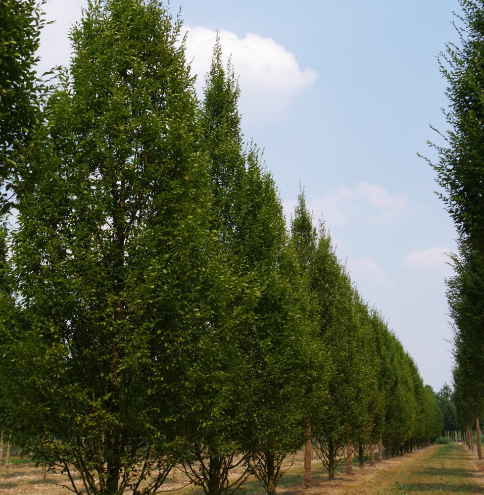 CARPINUS betulus ‘Fastigiata’ / Charme commun Fastigié