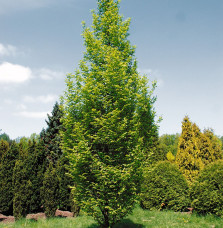 CARPINUS betulus ‘Fastigiata’ / Charme commun Fastigié