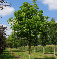 CATALPA bignonioïdes / Catalpa