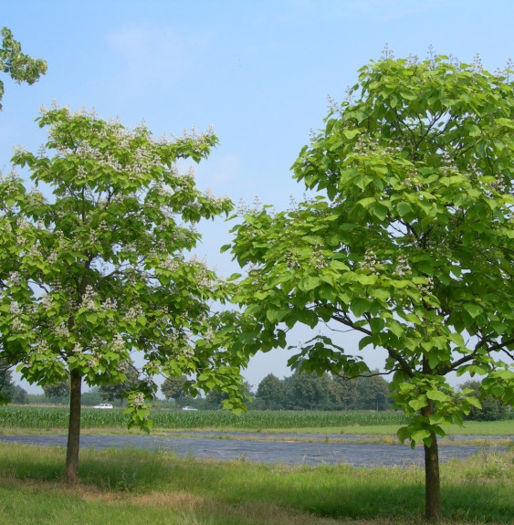 CATALPA bignonioïdes / Catalpa