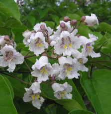 CATALPA bignonioïdes / Catalpa