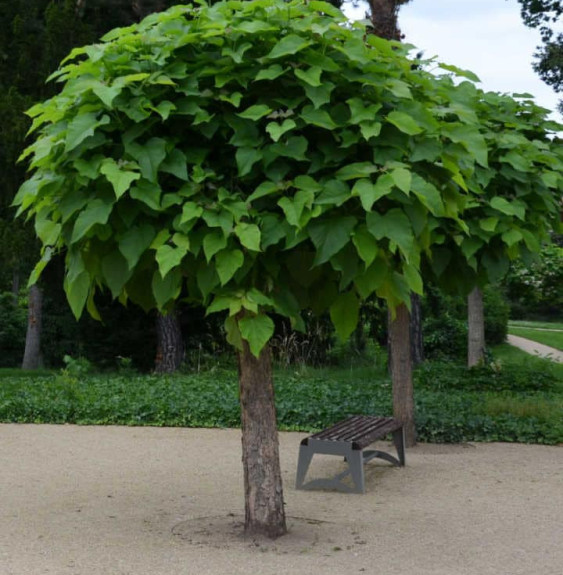 CATALPA bignonioïdes ‘Nana’  / Catalpa Boule 'Nana'