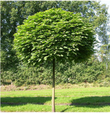 CATALPA bignonioïdes ‘Nana’  / Catalpa Boule 'Nana'