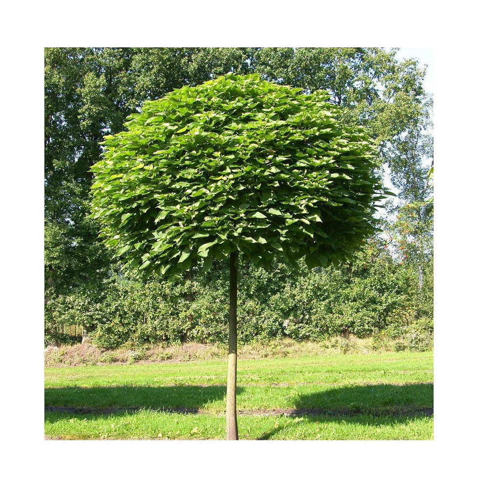 CATALPA bignonioïdes ‘Nana’  / Catalpa Boule 'Nana'