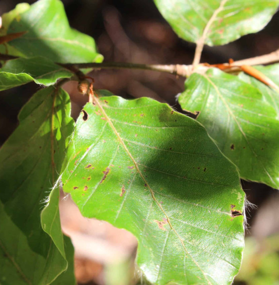 FAGUS sylvatica / Hêtre commun