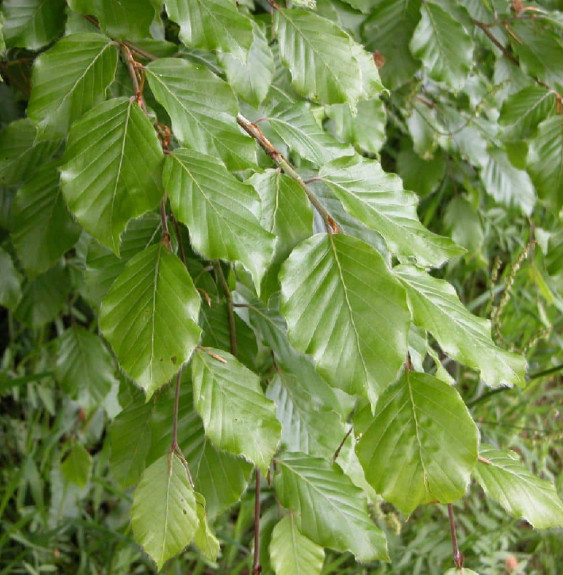 FAGUS sylvatica / Hêtre commun