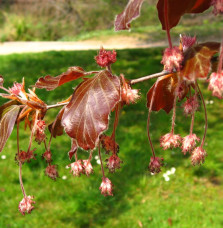 FAGUS sylvatica ‘Purpurea’  / Hêtre pourpre