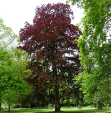 FAGUS sylvatica ‘Purpurea’  / Hêtre pourpre