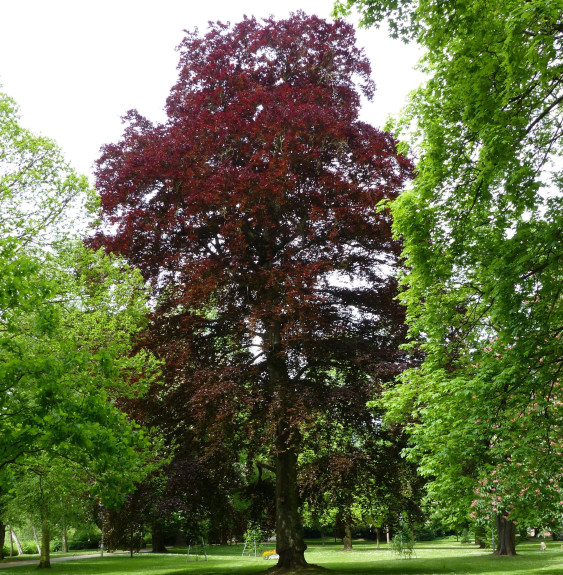 Pépinières Français PF_FAGUS-sylv3 FAGUS sylvatica ‘Purpurea’ / Hêtre pourpre