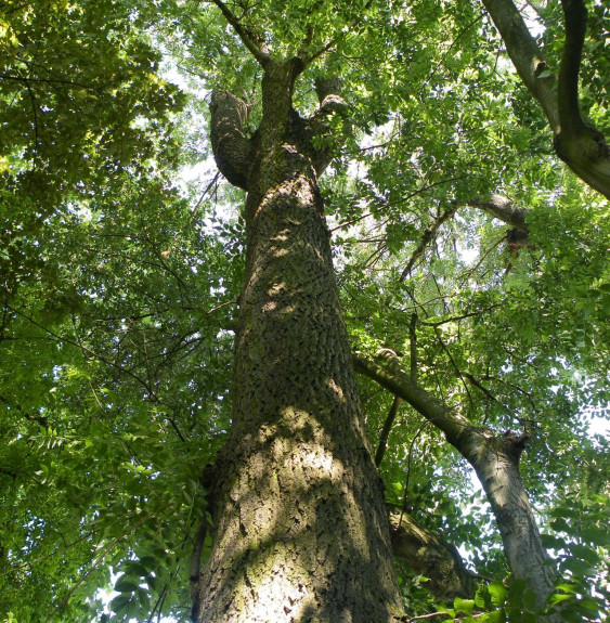 FRAXINUS excelsior  / Frêne commun